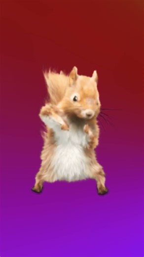 squirrel dance 🐿🐿🐿🐿🐿🐿