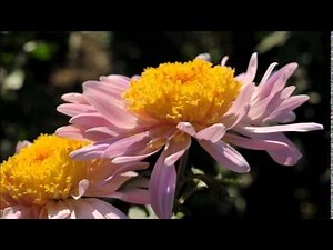 SAÏF EL WATOINE "MWEMOI WANGOU"