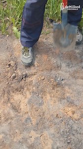 Easy Tree Sapling Planting | DeMilked