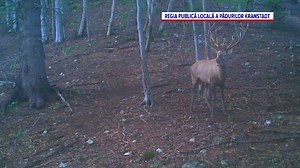 Lupte între cerbi în pădurile din România. Ce este „perioada boncănitului”