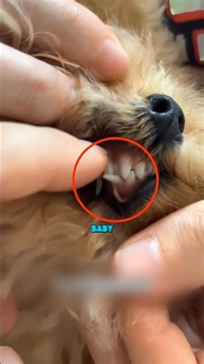 The Easiest Tooth Pull Ever #shorts