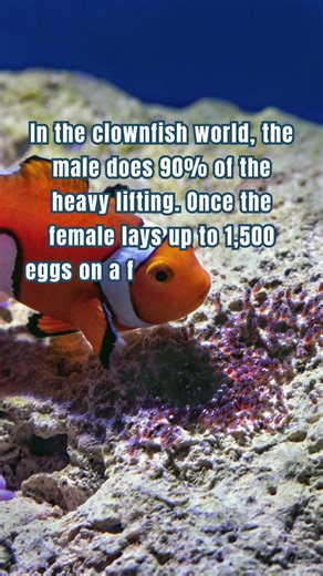 The only dad who "cleans" his kids with his MOUTH! 🐡🧼 #Shorts