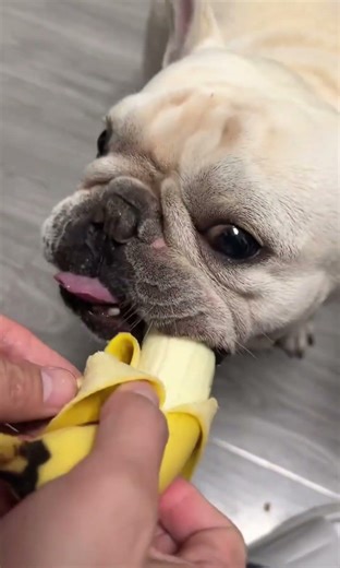 Staring at bananas is really a little greedy dog. #dog #pets #frenchbulldog #mypug #fyp #usa