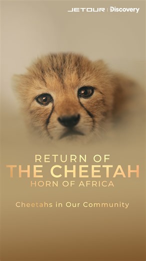 149 reactions · 4 comments | Join JETOUR brand ambassador Hazen Audel and Dr. Laurie Marker from the Cheetah Conservation Fund as they visit villages across the Horn of Africa. With wildlife populations declining and ecosystems shifting, efforts are underway to restore balance and rebuild healthy natural habitats. #JETOUR #BeyondTheHorizon #ReturnoftheCheetah #G700ProtectTheProtector #SaveTheCheetah | Jetour Auto | Facebook
