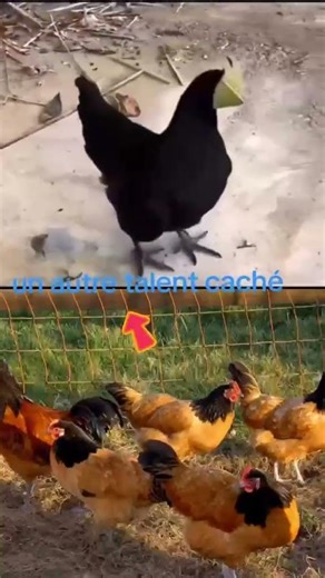 The capture of the rooster #humor Subscribe #truestory #belgium, #france