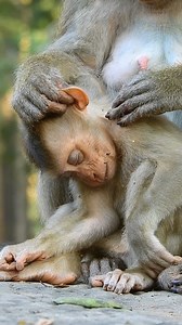 Baby Monkey Sleepy | Nice Videos