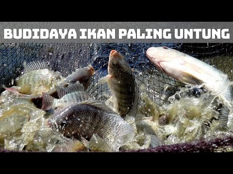 6 Jenis Budidaya Ikan Paling Untung dan Mudah Dijalankan