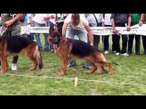 Groovy di Casa Massarelli