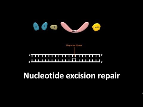 Nucleotide excision repair in prokaryotes like E. coli