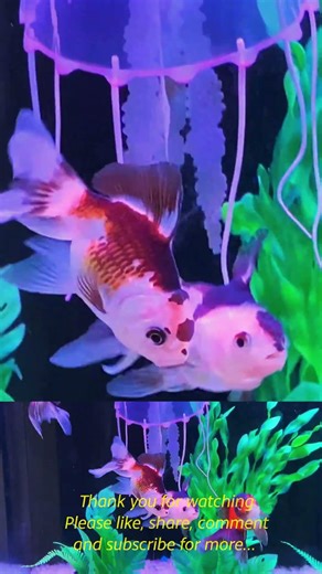 Panda vs Tri Color Oranda in Jelly Paradise! #youtubeshorts #aquariumfish #aquascape #animal #fish