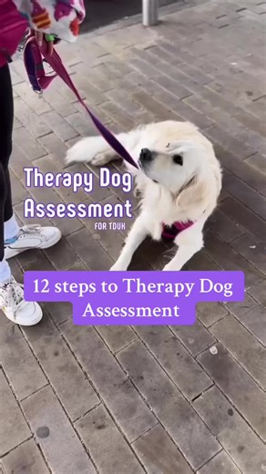 12 Steps to Therapy Dog Assessment: A Complete Guide