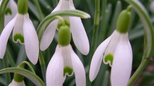 Here are 4 things to do now to get your garden ready for spring