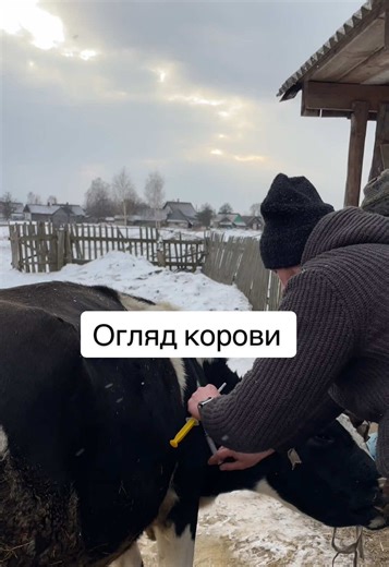 Огляд здоров'я корови: ключові моменти