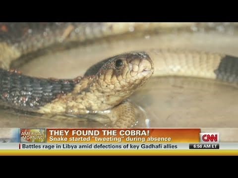 CNN: Elusive Bronx Zoo cobra found