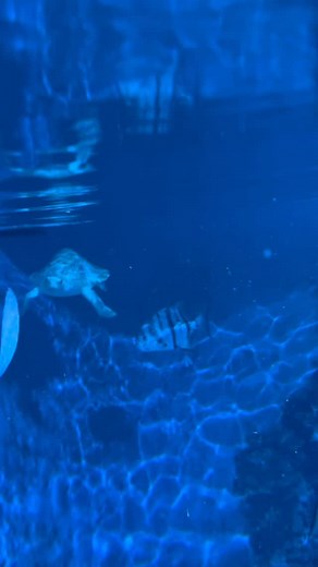 We’re making a splash on your feed with a special sea turtle spotlight! Meet Pistachio, a rescued Kemp’s ridley sea turtle here at the Zoo. They are the smallest and most endangered sea turtle species on the planet. Found primarily in the Gulf of Mexico, they face major threats from human activity in their native waters. Pistachio arrived at the Zoo about five years ago after being rescued and rehabilitated from a boating accident that damaged her shell and left her partially blind in one eye. W