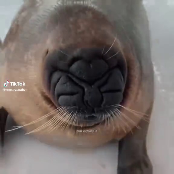 Fun Facts About Seals: Understanding These Marine Mammals