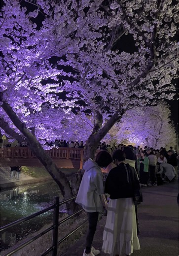 #sakura #2025 #japan #aichi #🌸