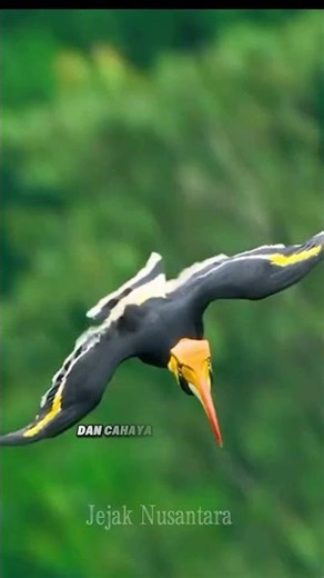 Burung Enggang 🇮🇩 Simbol Kehormatan Suku Dayak di Hutan Kalimantan#BurungEnggang #Enggang #Hornbill