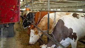 Row of cows eating hay in a cowshed. Back view of tractor scattering out dry hay for dairy cows inside the farm barn.