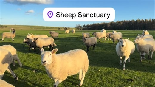 421 reactions · 26 shares | Happy sheep happy momma - who needs a sheep dog . When your sheep love you you can just feel it www.sheepsanctuary.com | Sheep Sanctuary | Facebook