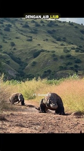 ISLANDS RULED BY ANIMALS #gudangit #fyp