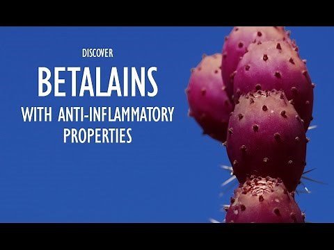 Nopalea: Discover Betalians with Anti-inflammatory Properties