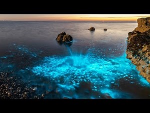 7 Awesome Facts About Plankton!