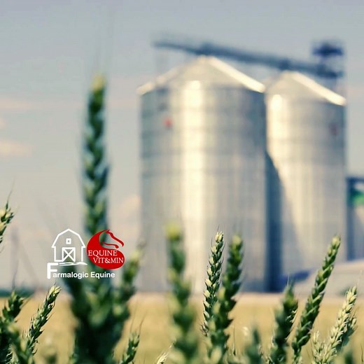 Every cereal grain kernel is made up of three layers: Endosperm: The...