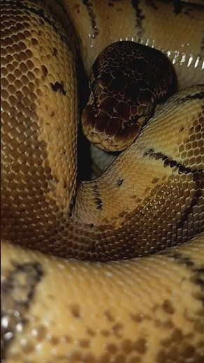 Ball python eye 👁️ 🐍#animals #pets #foryou #fyp #shorts #snake