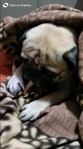 #paggu poori duniya ek dusre se jal rhi hai