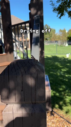 Mantis #prayingmantises #insects #mantis