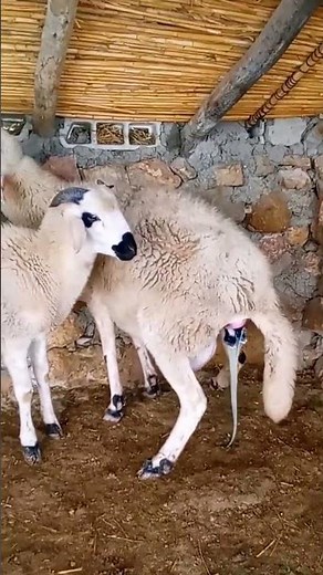 New Baby sheep Born Today! 🐐❤️ Cutest Moment Ever!”
