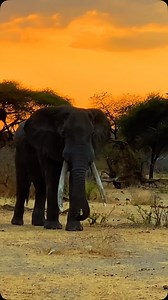 1.7K views · 126 reactions | The African sunset isn’t just something...