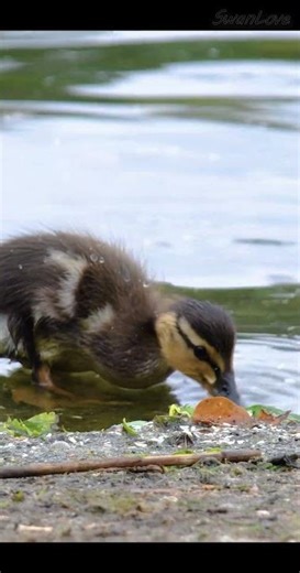 #Ducklings are #eating 20240513 #Nature v1