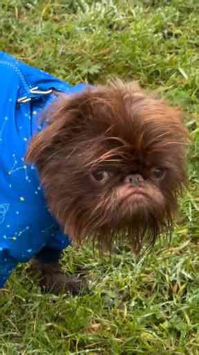 Funny Dog Faces: A Heartwarming Moment