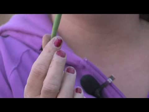 Gardening Tips : What Is a String Bean Plant?