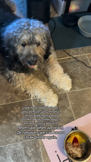 𝐅𝐥𝐮𝐟𝐟 𝐅𝐨𝐫𝐜𝐞 𐦐 (@fluff_force)’s videos with original sound - Monty & Linnea