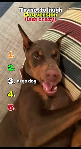 IMPOSSIBLE Try Not To Laugh 😂 | Dogs Edition