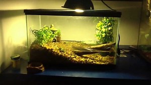 Fire Bellied Toad Tank