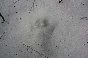 Fisher Cats: Northern Fairfield County's Small, New Menace