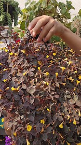 15K views · 760 reactions | Como Cuidar La Planta de Trebol Morado Para que Este Floreciendo Todo El Tiempo | Fandreaito Plantas | Facebook