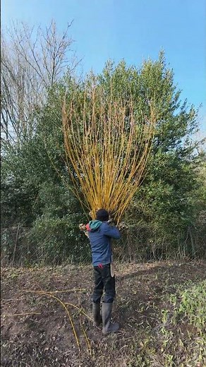 Pollarding A Beautiful Willow #gardening #garden #willow #pollarding #deciduoustree #gardener #tree