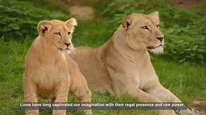 Top 10 Lion Photos: From Serengeti Sleepers to Leaping Predators