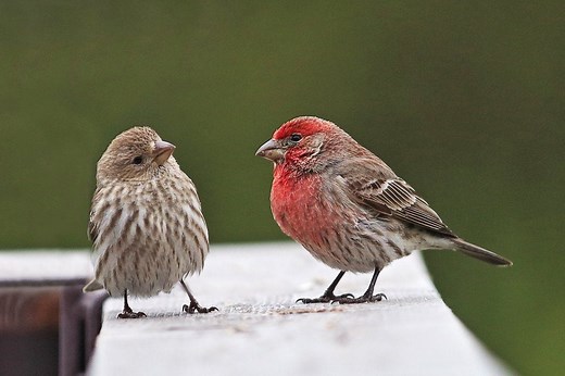 House Finch vs Purple Finch: How to Tell the Difference