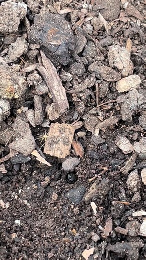 This little native bee has built her home at the base of our tomatoes 🍅 Shopping with us doesn’t just support our business it supports the entire ecosystem that has been cultivated over that last five years. Amazing to get a glimpse into her busy day! #nativebee#bee#veggies#tomatoes#organic | Grampians Food Co.