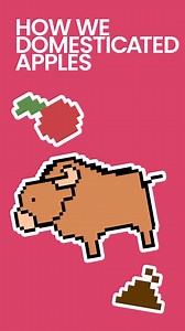 I’m How We Domesticated Apples. - If you plant the seeds of an apple, the tree that grows wont produce the same variety. So how did humans domesticate and farm the apples we love? | Jerry James Stone | Facebook