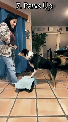 11 Dog Tricks - AKC Novice Trick Dog Application