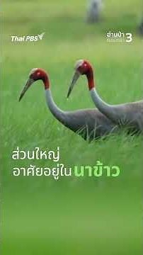 Thai cranes resurrected #ReadingForestWithDoctorMong #ThaiPBS