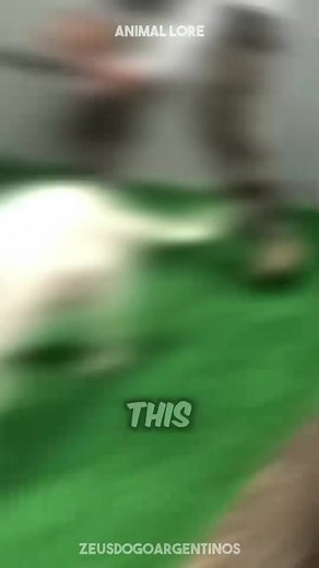 Discover Dogo Argentino 🐶 a very cute pet dog | Eric Rivera