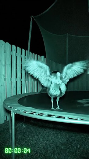 Infrared CCTV captures a turkey hopping noisily and flapping its wings on a backyard trampoline 🦃 A loud and funny night-time moment caught perfectly on camera! #Turkey #CCTVFootage #NightVision #Wildlife #FunnyAnimals #CaughtOnCamera #TrampolineFun #InfraredFootage #ViralVideo #TurkeyOnTrampoline | Critter CCTV